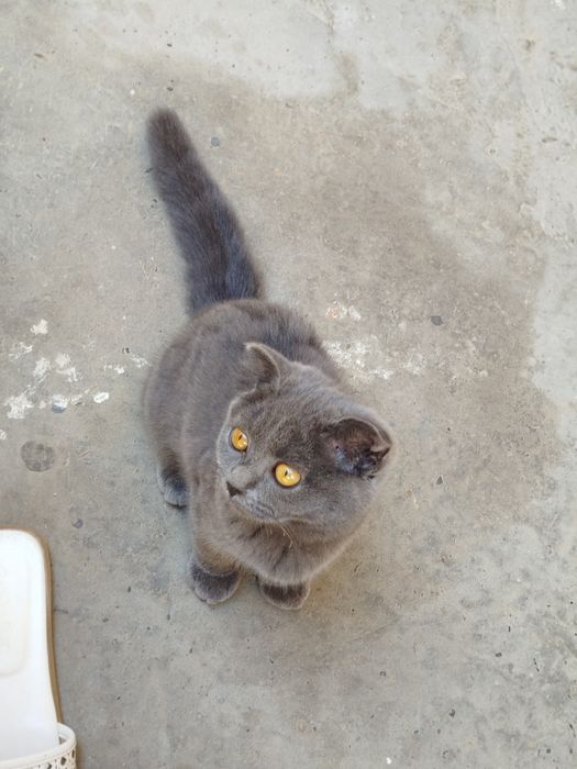 Кошка порода скотиш фолд