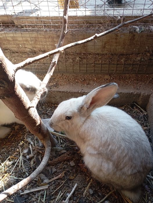 Кролики домашние