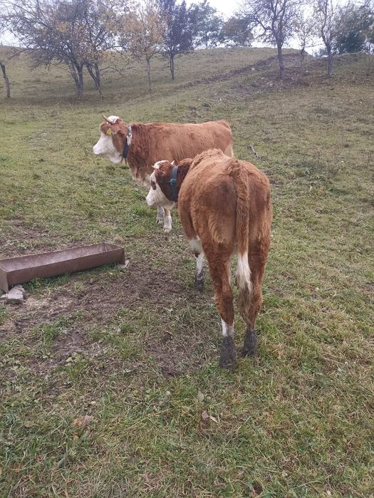 Vând juninci viu sau carcasă