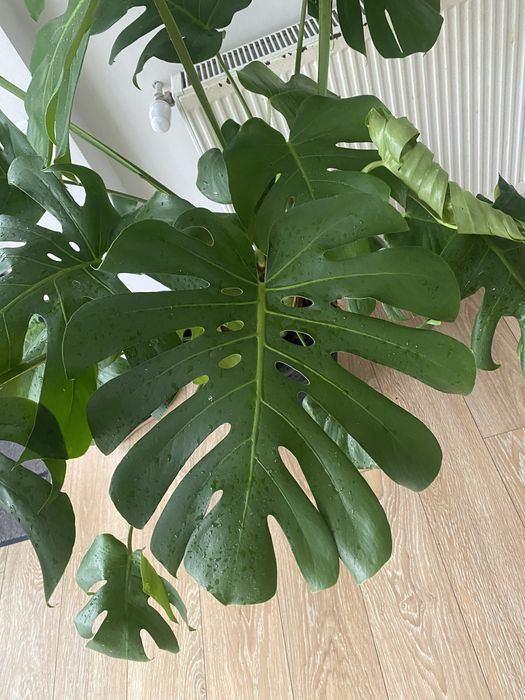 Filodendron Monstera Deliciosa