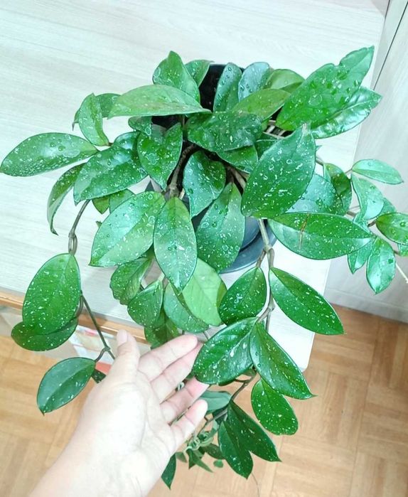 Хойя 80 см комнатные растения цветы денежное