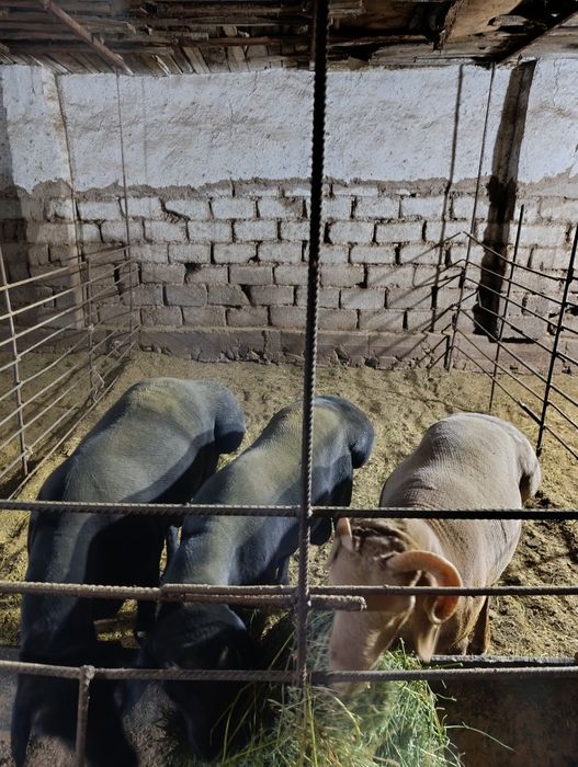 Qoylar xizmati 90 000 mingda jivoy vesiga