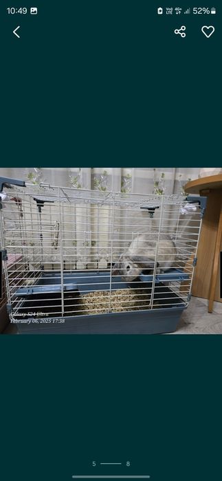 Продам декоративного кролика.