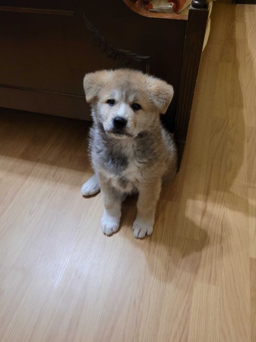 Продавам японска Акита ину