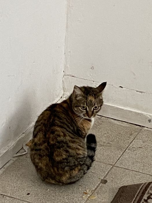 отдам кошку в добрые руки.