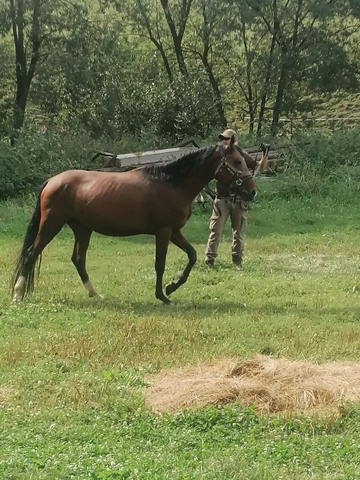 Mânz de 4 ani castrat cu pasaport  la zi