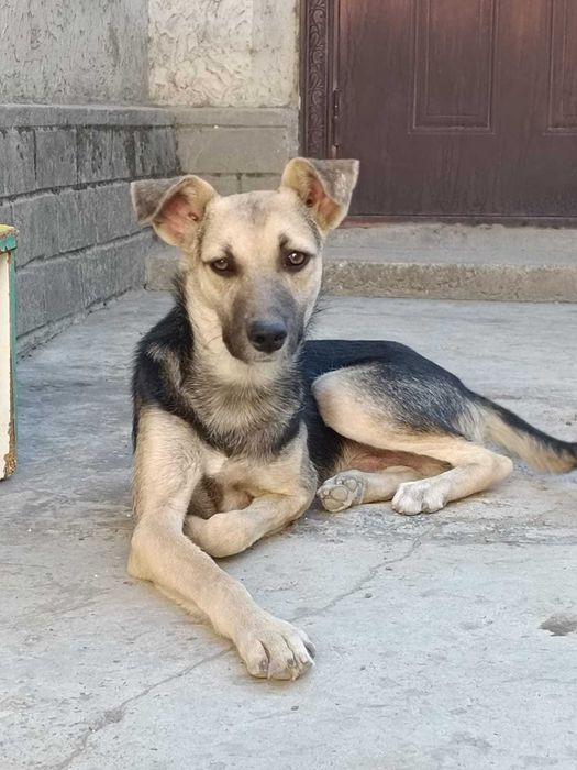 Отдаю собаку в добрые руки