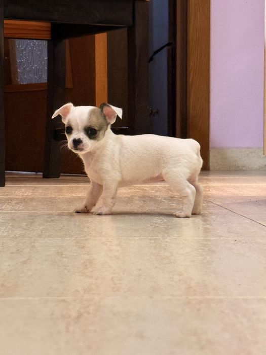 Продавам чихуахуа