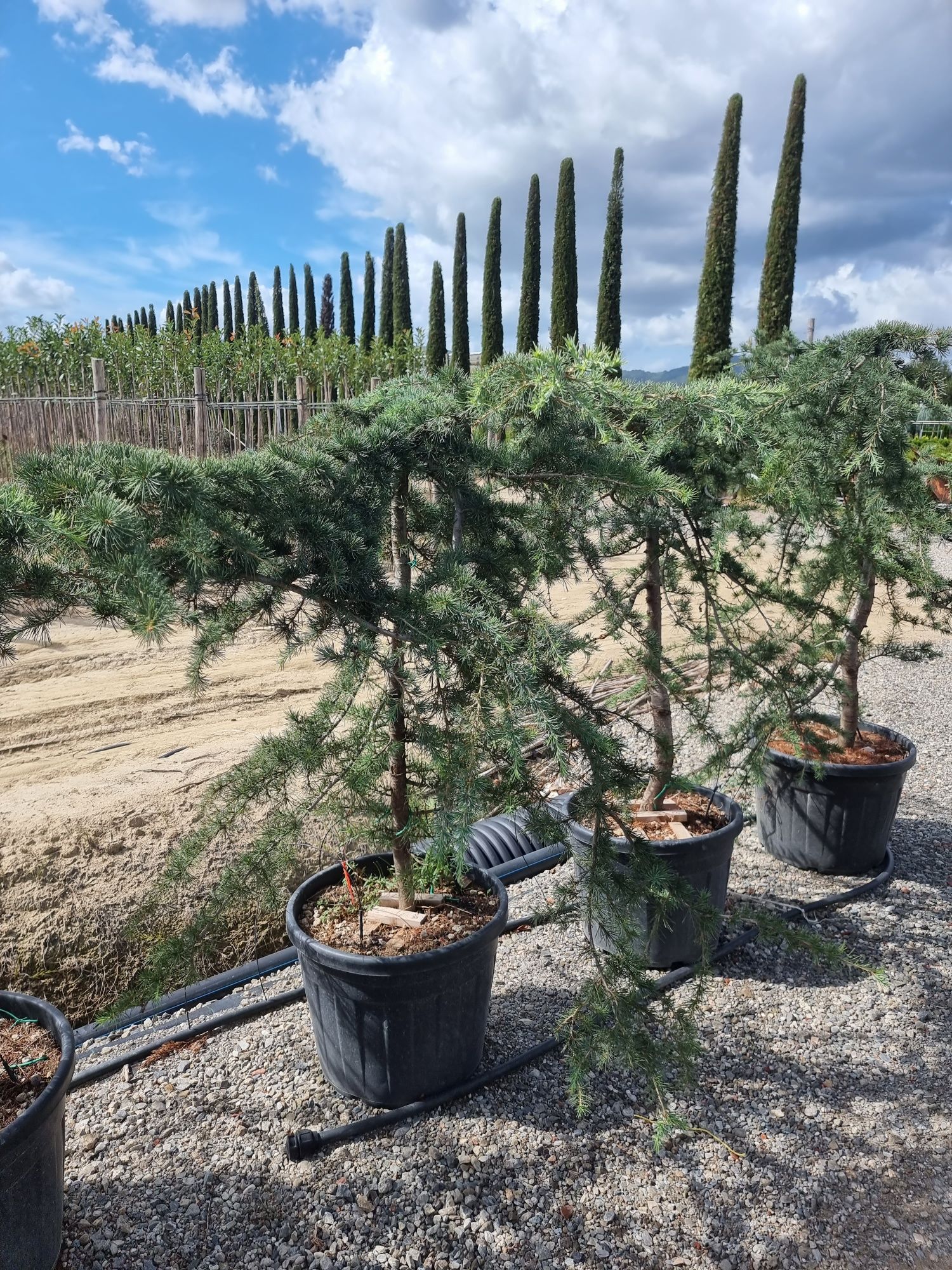 Tuia (tuja) smarald leylandi magnoli prunus  livram in toata tara