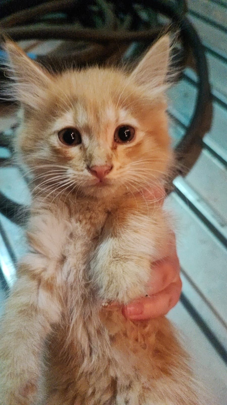 Котята от мамы крысоловки