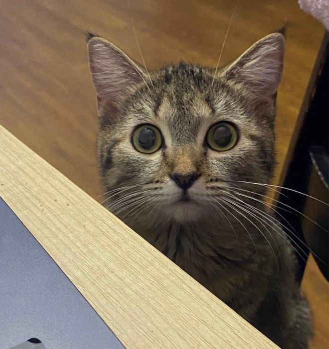 Кошка полубританка