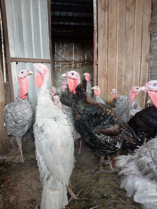 Vand curci si curcani albastri