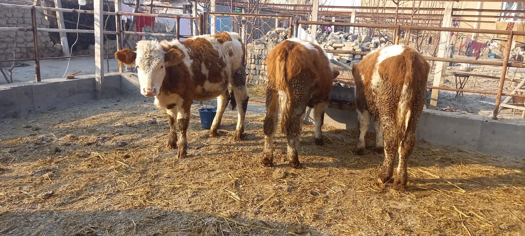 Simmental mollar sotiladi