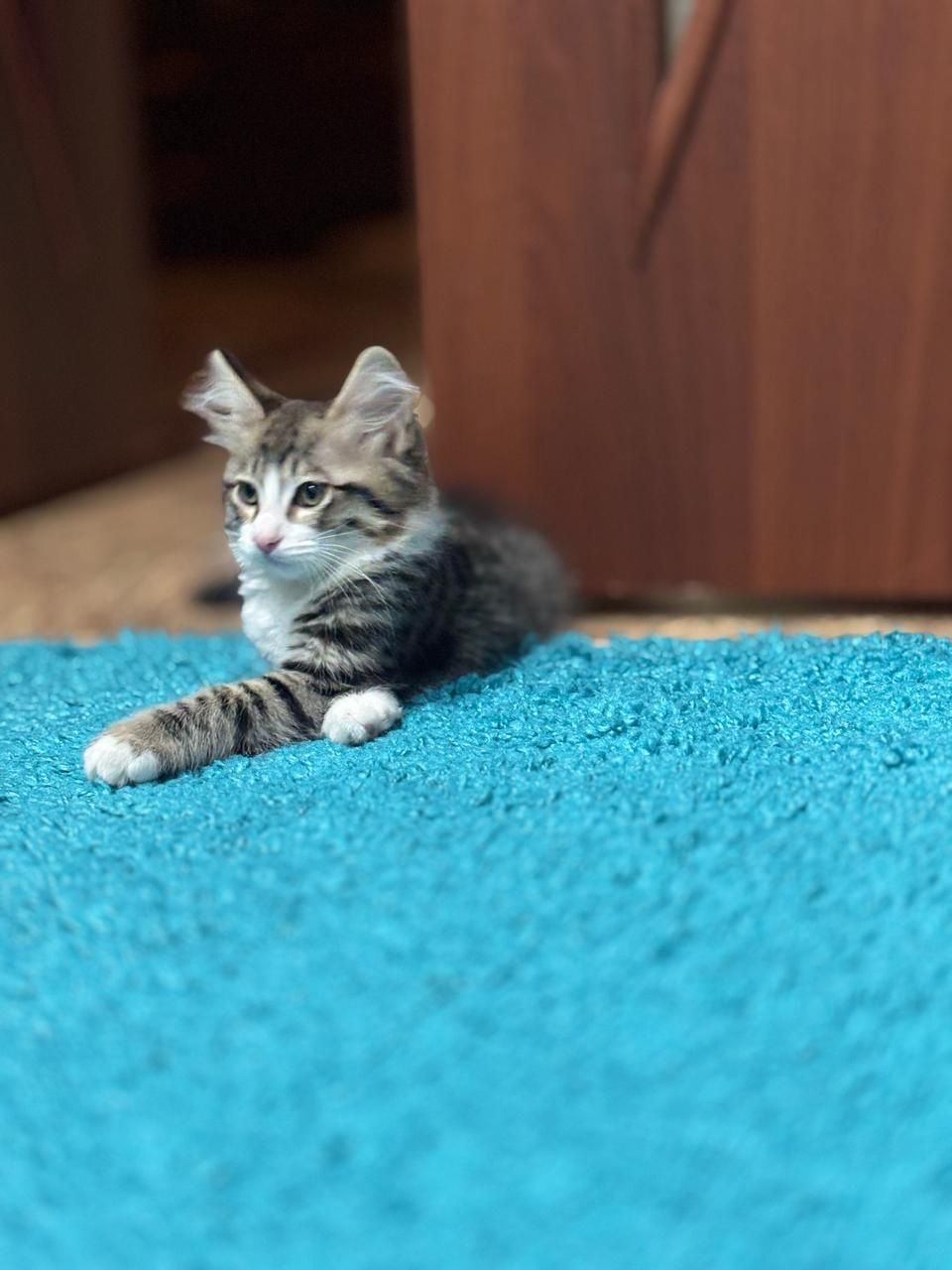 Котенок мальчик  зовут Борзик