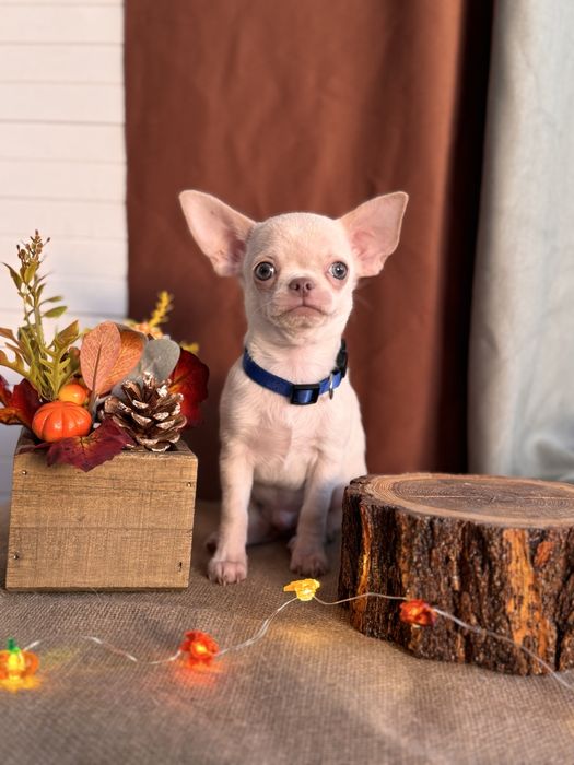 Продается щенок чихуахуа