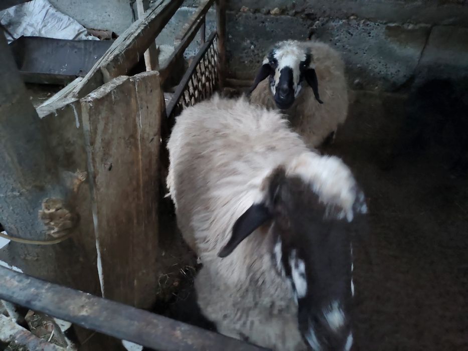 Ку́йлар сотилади