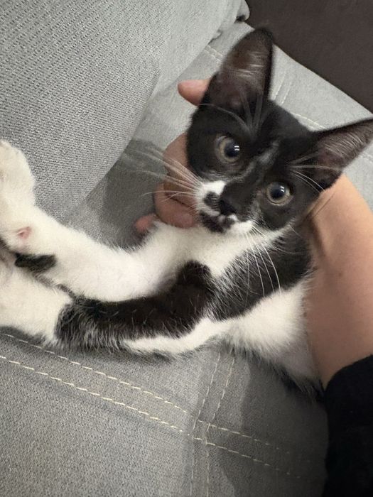 Ofer pui de pisica spre adoptie URGENT