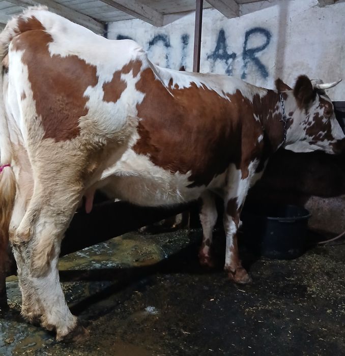 Vând  4 vaci  gestante