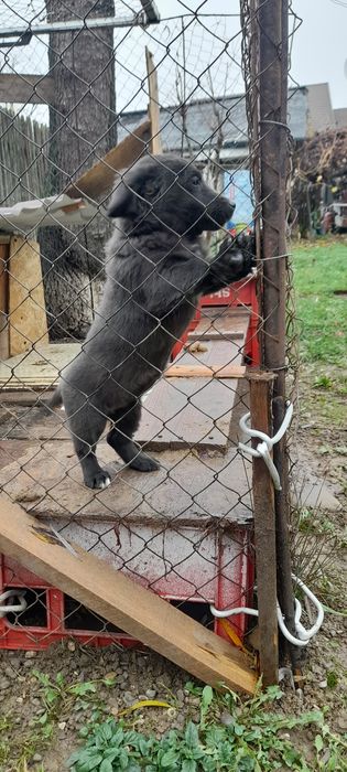 Donez o catelusa de talie medie