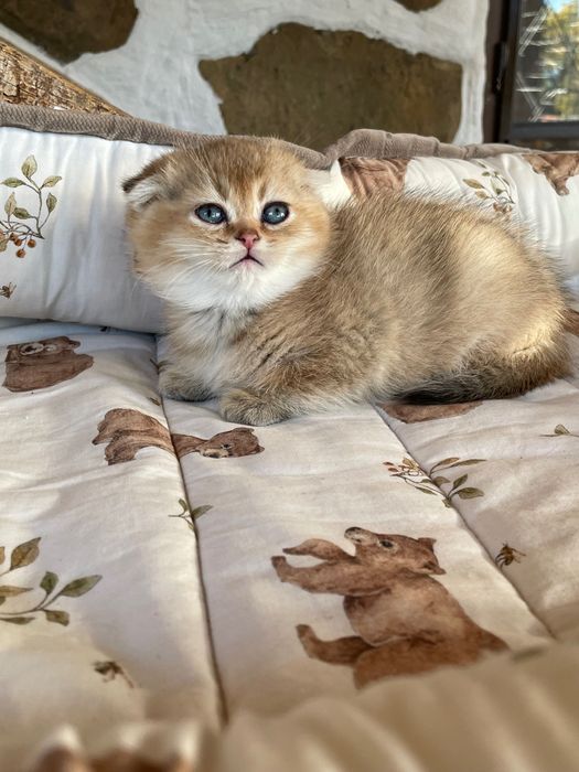 Шотландски и Британски котета златна чинчила