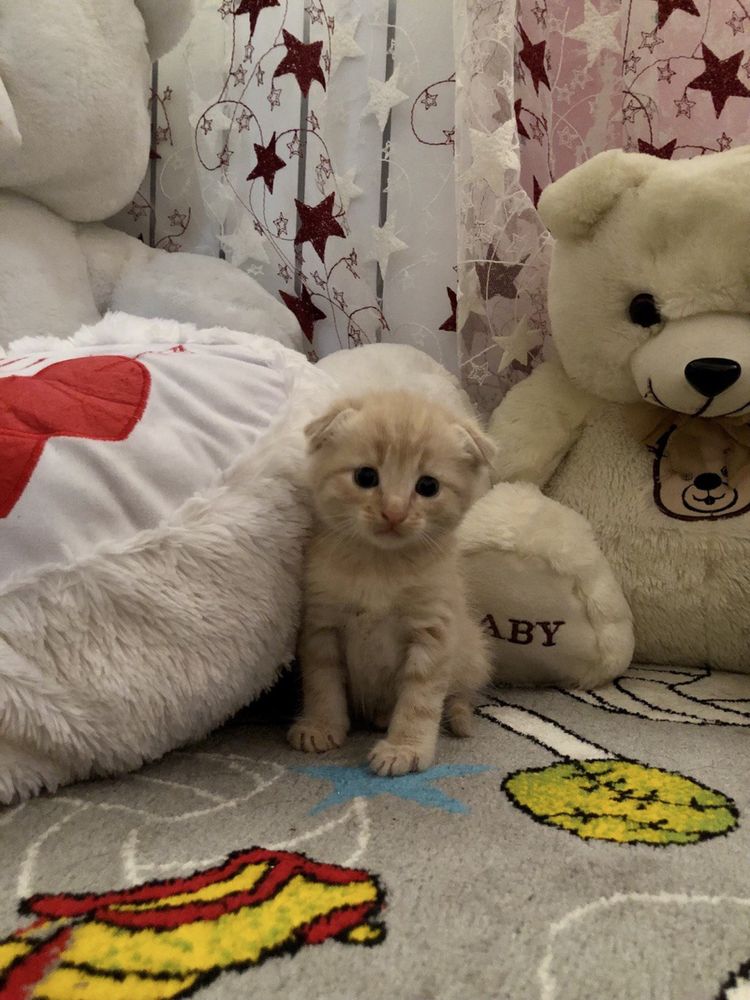 Вислоухий рыжий котенок