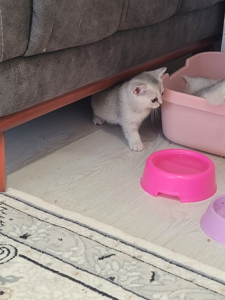 Продаётся кошки не дорого
