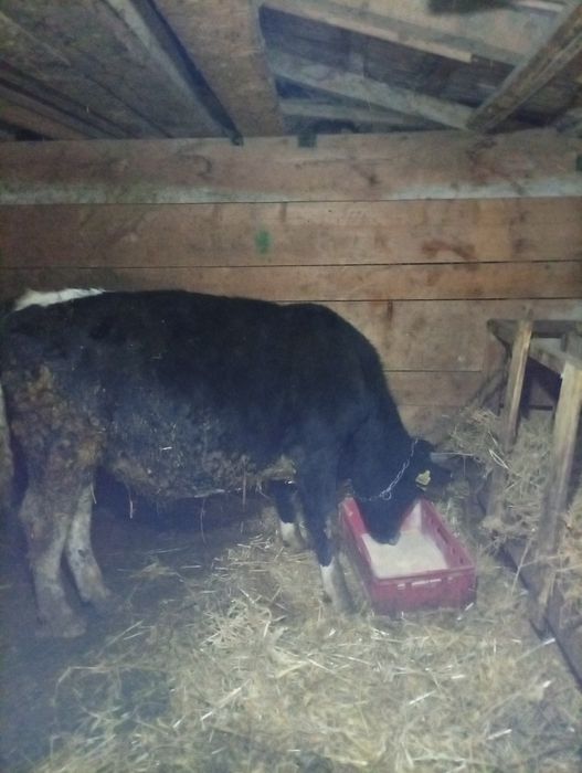 Vând taure din rasa Holstein