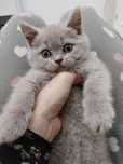 British shorthair