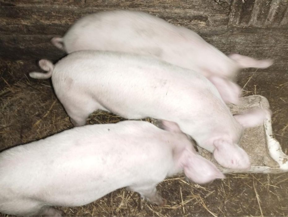 Поросята элитные