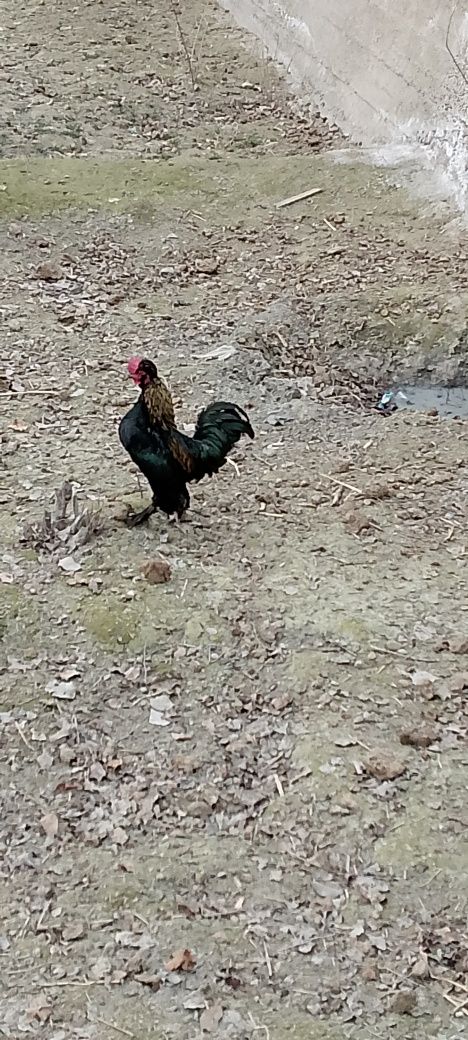 Yaponka xoʻrozi.