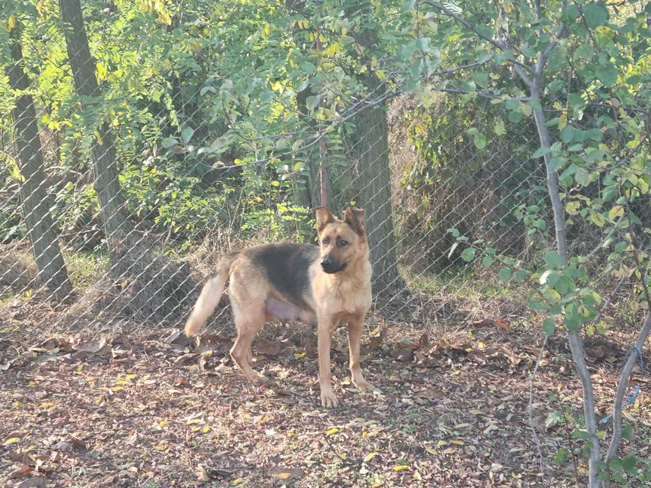 Ofer spre adopție căței