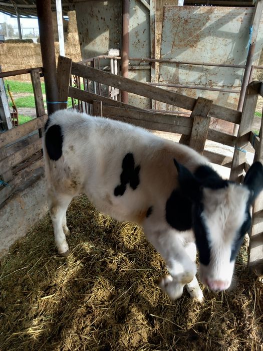 Vaan tauras la pretul de 3000 de lei