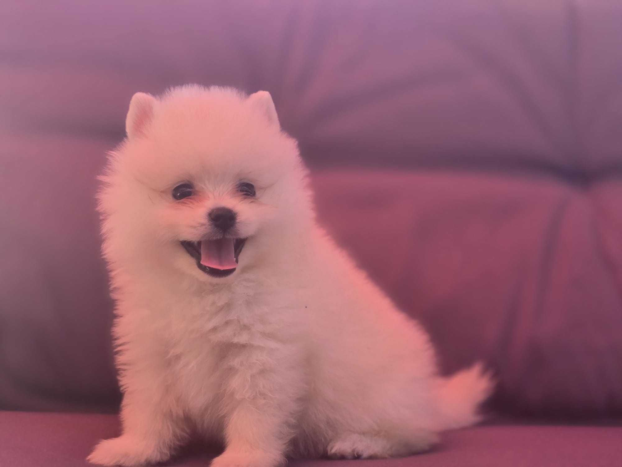 Pui Pomeranian toy alb