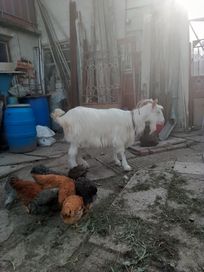 Пръч и коза за продан