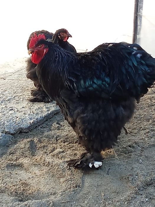 Gaini cochinchina negru