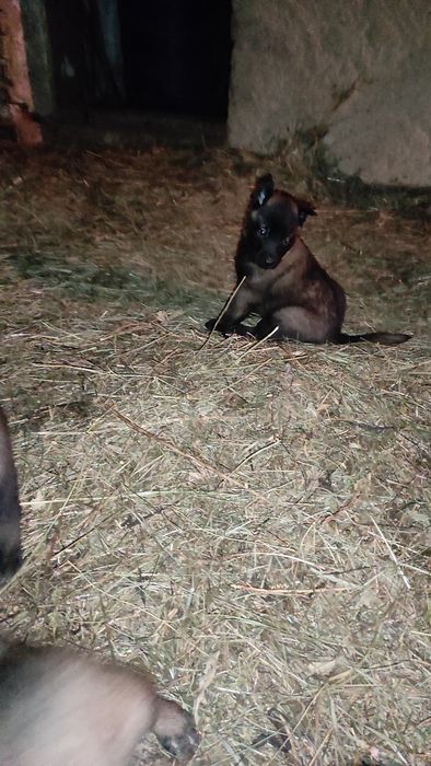 Donez pui Ciobanesc belgian malinois