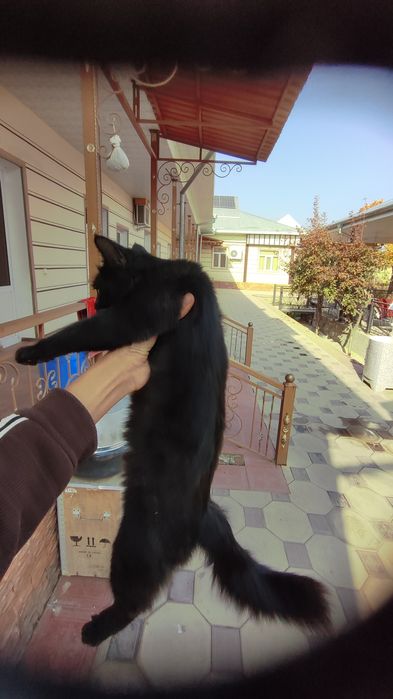 Mushuk zotdor mexr bilan boqish kerak