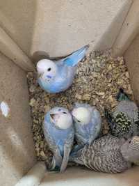 Малыши радужных волнистых попугайчиков