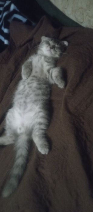 Продаются котенок веслаух серого цвета британец мальчик 3 месяцев