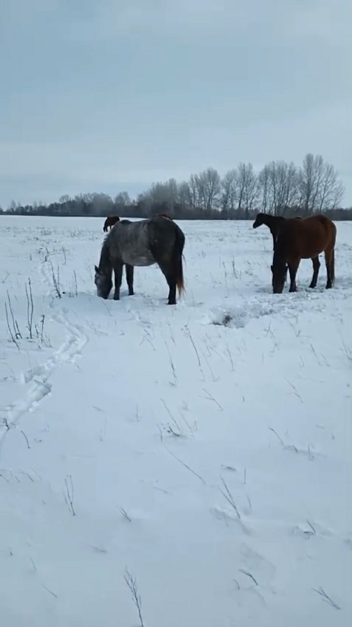 Продам 3  кобылы  в мартуке