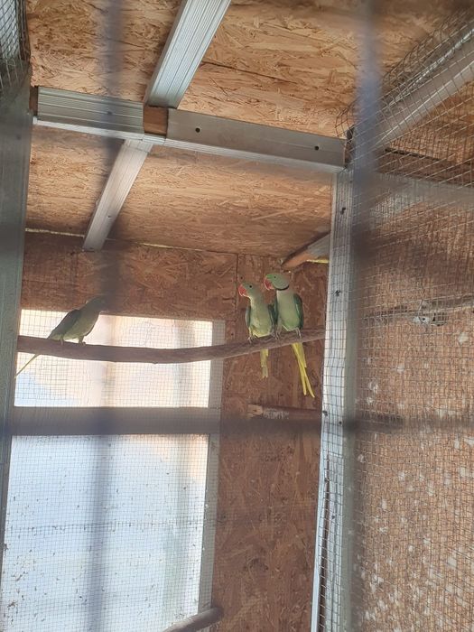 Vând marele alexandru