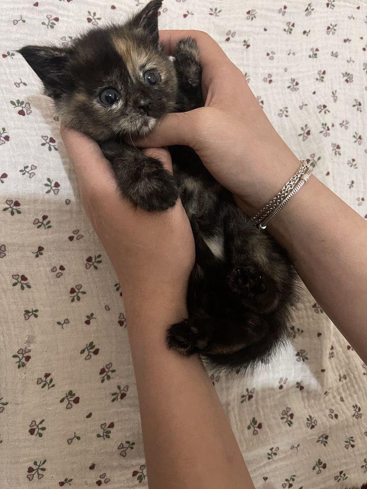 Отдам котяту в добрые руки