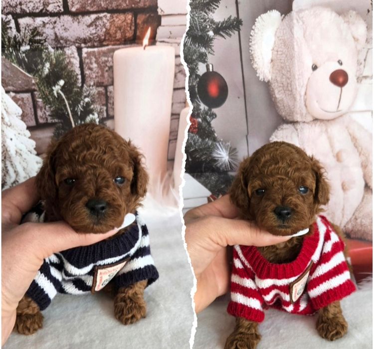 Пудел той Poodle toy / Тийкъп с родословие