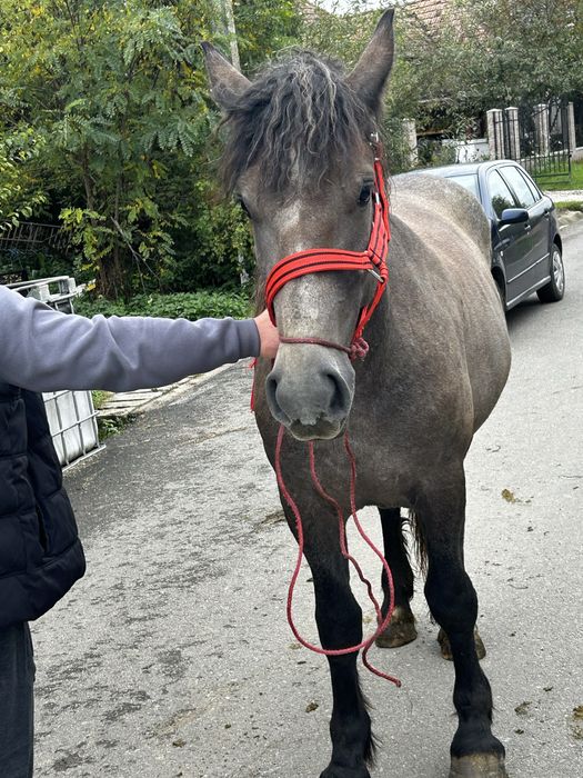 Vind minza sura de 2 ani cuminte schmb cu vaci si vitei