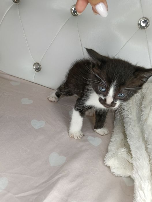 Dau spre adopție pui de pisica