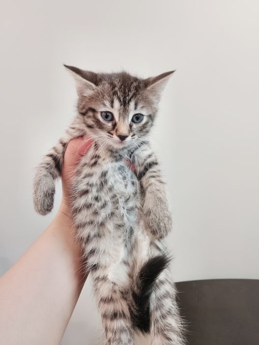 В добрые руки мама кошка и котята