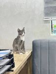 Котёнок мальчик красивый