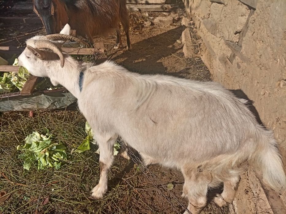 Capre de vânzare  în Pâncești Sascut