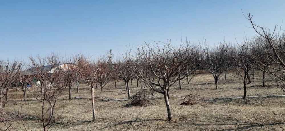 Обрезка плодовоягодных культур и хвойных растений