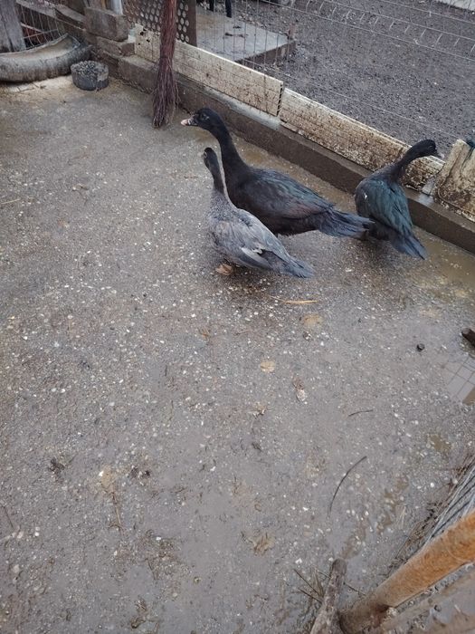 Vând boboci de rata muta